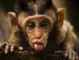 monkey face